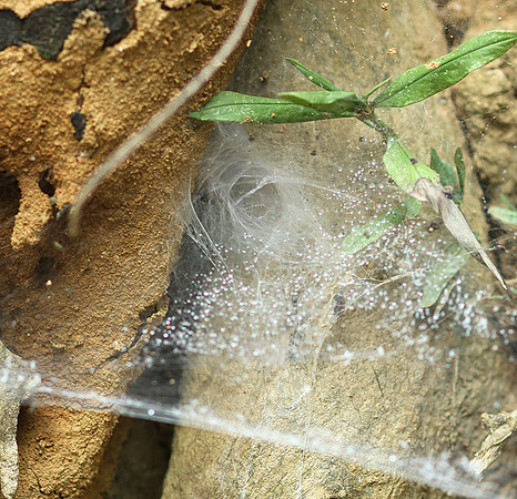 Spider webs with waterdrops - Laos