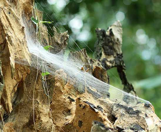 Spider webs with waterdrops - Laos