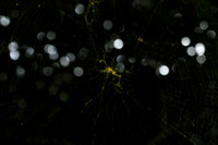 Spider web - Costa Rica