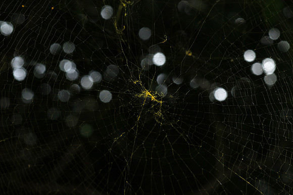 Spider web - Costa Rica