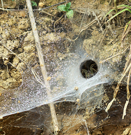 Spider webs with waterdrops - Laos