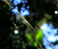 Spider web - Costa Rica