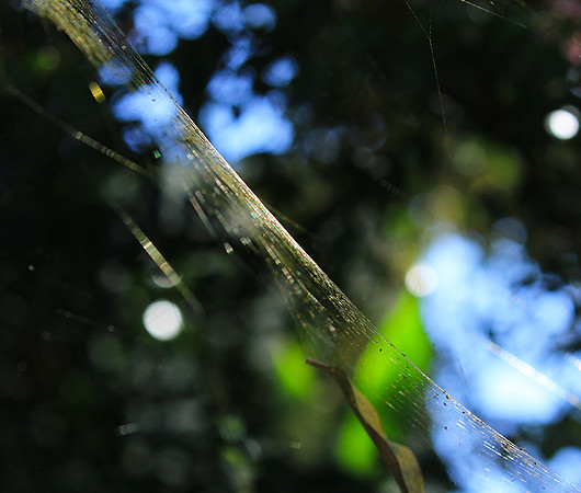 Spider web - Costa Rica