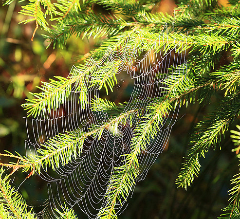 Spider web: early morning in a forest east of France (au lever du jour dans les Vosges)