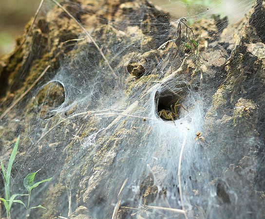 Spider webs with waterdrops - Laos