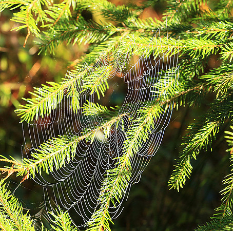 Spider web: early morning in a forest east of France (au lever du jour dans les Vosges)