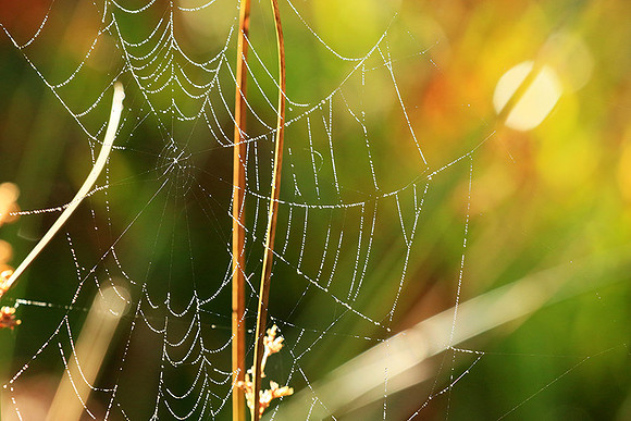 Spider web: early morning in a forest east of France (au lever du jour dans les Vosges)