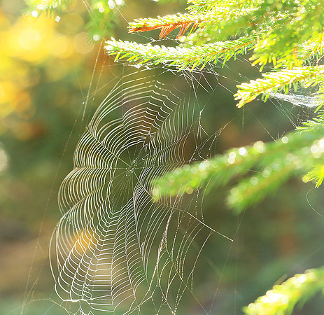 Spider web: early morning in a forest east of France (au lever du jour dans les Vosges)