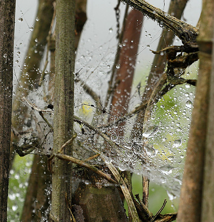 Waterdrops caught in a bamboo fence (gouttelettes de rosée dans une palissade en bambou) -Vietnam)