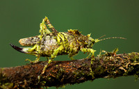 Messy katydiot - Costa Rica