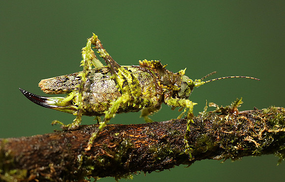 Messy katydiot - Costa Rica