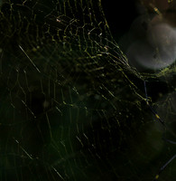 Spider web - Costa Rica