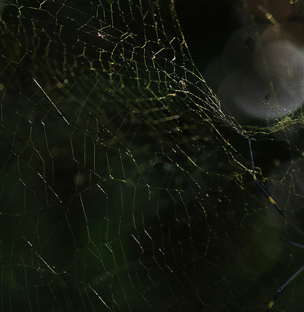 Spider web - Costa Rica