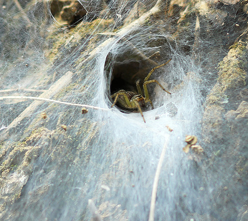 Spider webs with waterdrops - Laos