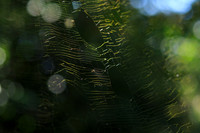 Spider web - Costa Rica