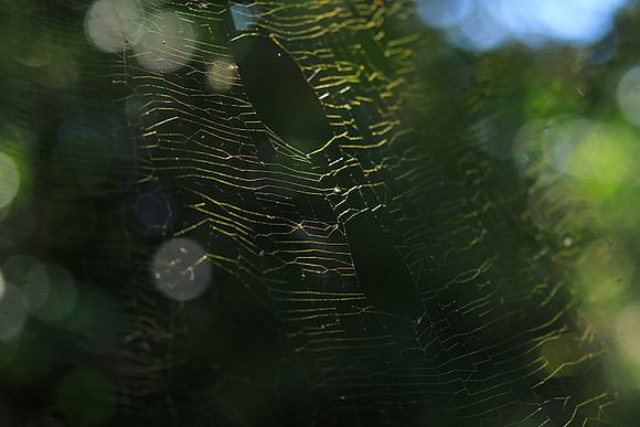Spider web - Costa Rica