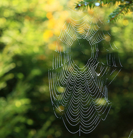 Spider web: early morning in a forest east of France (au lever du jour dans les Vosges)