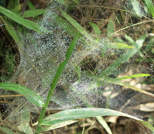 Spider webs with waterdrops - Laos