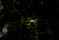Spider web - Costa Rica