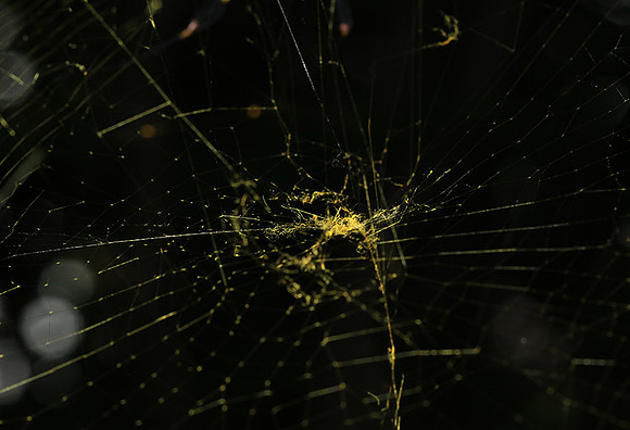 Spider web - Costa Rica