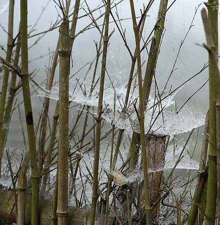 Waterdrops caught in a bamboo fence (gouttelettes de rosée dans une palissade en bambou) -Vietnam)