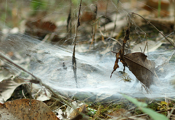 Spider webs with waterdrops - Laos