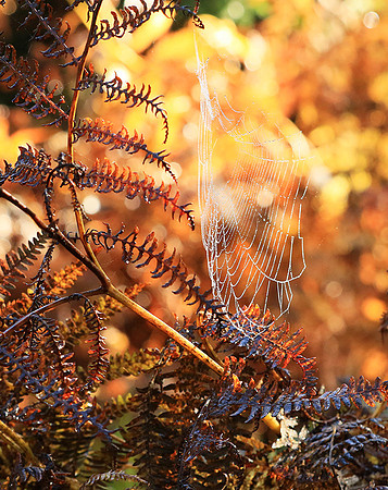 Spider web: early morning in a forest east of France (au lever du jour dans les Vosges)