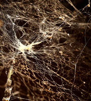 Spider web - Senegal