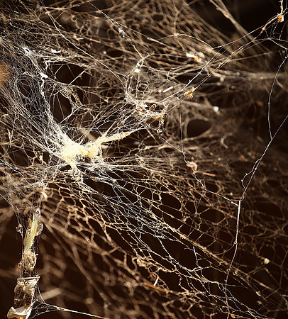 Spider web - Senegal