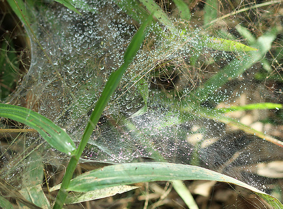 Spider webs with waterdrops - Laos