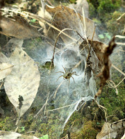 Spider webs with waterdrops - Laos