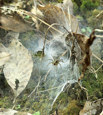 Spider webs with waterdrops - Laos