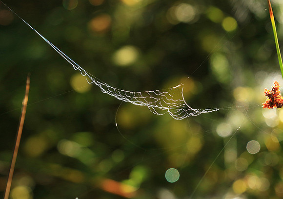 Spider web: early morning in a forest east of France (au lever du jour dans les Vosges)