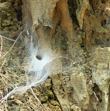 Spider webs with waterdrops - Laos