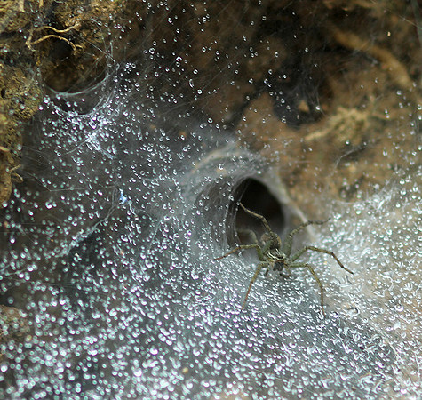 Spider webs with waterdrops - Laos