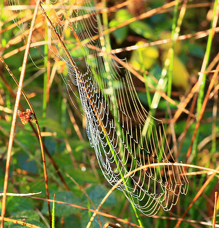 Spider web: early morning in a forest east of France (au lever du jour dans les Vosges)