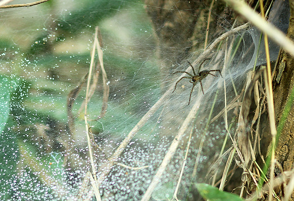 Spider webs with waterdrops - Laos