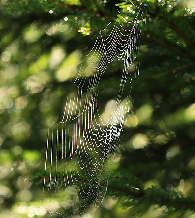 Spider web: early morning in a forest east of France (au lever du jour dans les Vosges)