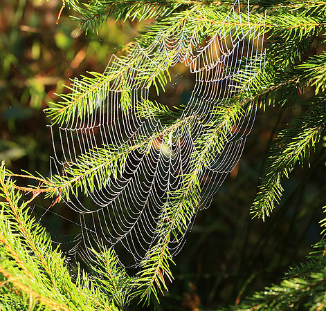Spider web: early morning in a forest east of France (au lever du jour dans les Vosges)