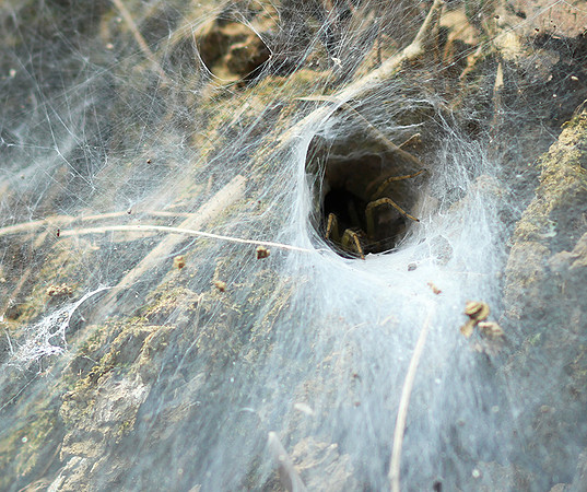 Spider webs with waterdrops - Laos