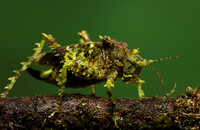 Messy katydiot - Costa Rica