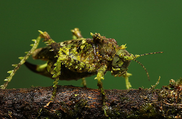 Messy katydiot - Costa Rica