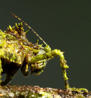Messy katydiot - Costa Rica