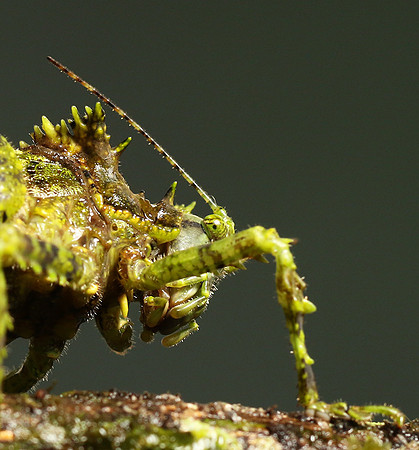 Messy katydiot - Costa Rica