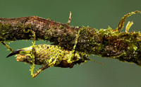 Messy katydiot - Costa Rica