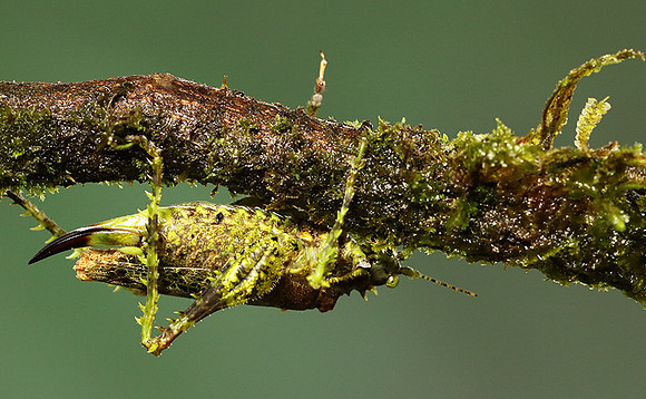 Messy katydiot - Costa Rica