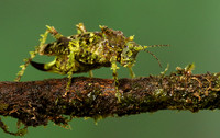 Messy katydiot - Costa Rica