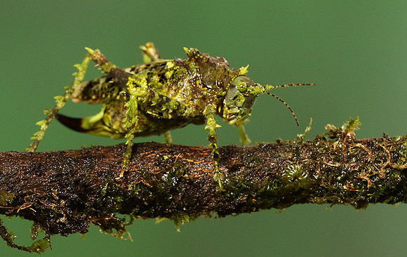 Messy katydiot - Costa Rica