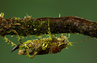 Messy katydiot - Costa Rica