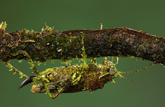 Messy katydiot - Costa Rica